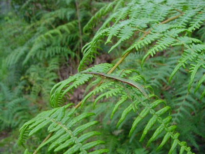 a walking stick bug!
